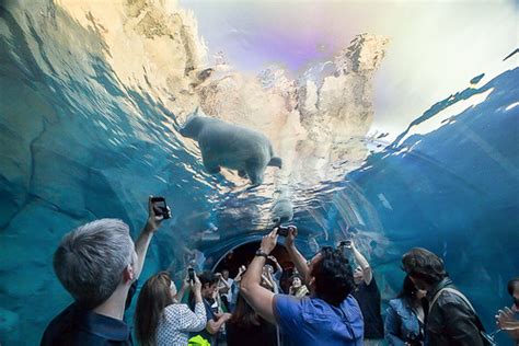 Assiniboine Park & Zoo - Gateway to the Arctic | Polar bears… | Flickr