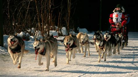 Iditarod standings, mushers, map & more: Everything to know about the 2020 dog sled race ...