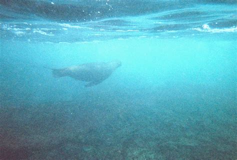 Katie in a Field: SNORKELING IN GALAPAGOS