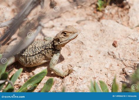 Yellow Lizard in the Street Stock Photo - Image of fauna, lights: 14906618