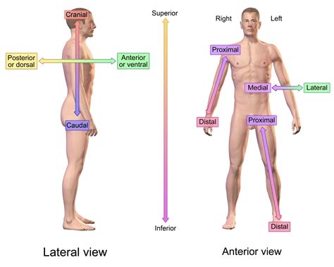 Proximal | Brookbush Institute Glossary