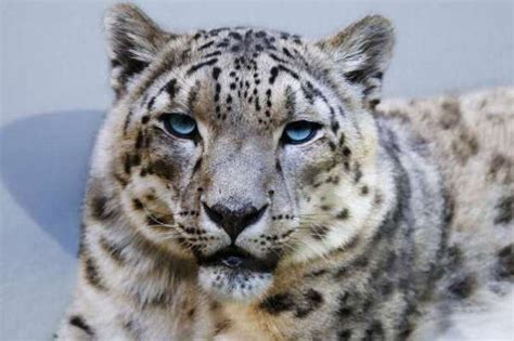 Snow leopards rebounding in Afghanistan amid concerns the species are verge of extinction ...