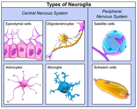 Medical Sciences | Free Full-Text | Disparities in Brain Cancer in the ...