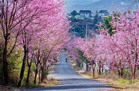 Tại sao Đà Lạt được gọi là 🌷 Thành phố Ngàn Hoa 🌷