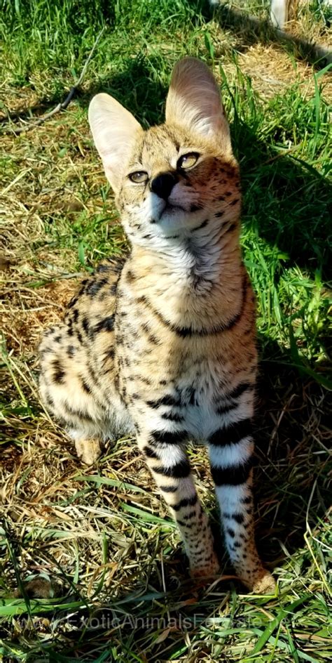 1 year old intact male African Serval. for Sale