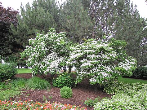 Chinese Dogwood (Cornus kousa 'var. chinensis') in Boston Hopkinton ...