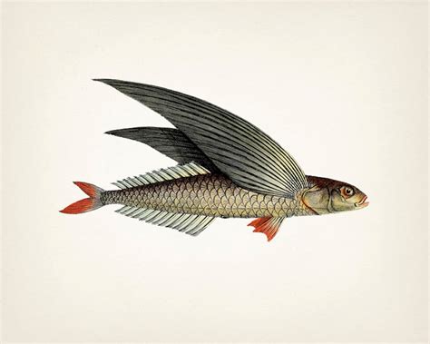 Unique 1801 Flying Fish Drawing Fine Art Print of a Vintage Natural ...