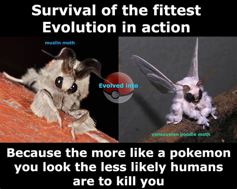 The Bizzarre yet awesome Venezuelan Poodle Moth - Facts behind the hype ...