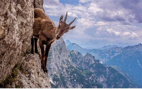 The Alpine ibex uses its spot hooves to skillfully climb and live ...