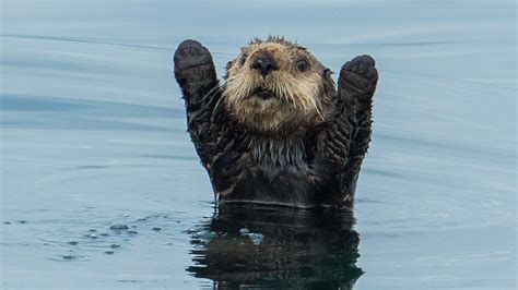 Big Blue Live on PBS Watch on Demand – Great Lakes Now