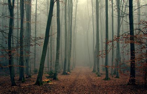 Foggy Autumn Wallpapers - Wallpaper Cave