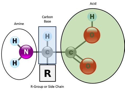 Amino Acids Structure | Nutrition | | Course Hero