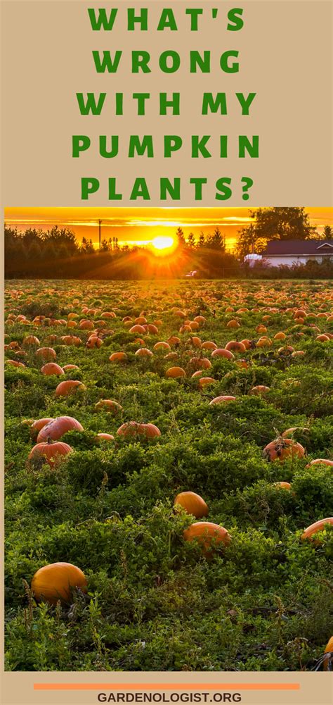 Pumpkin Plant Problems | Planting pumpkins, Plant diseases, Plant pests