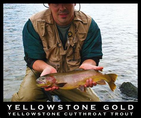 Yellowstone Cutthroat Trout on the Yellowstone River | Cutthroat trout, Yellowstone river, Trout