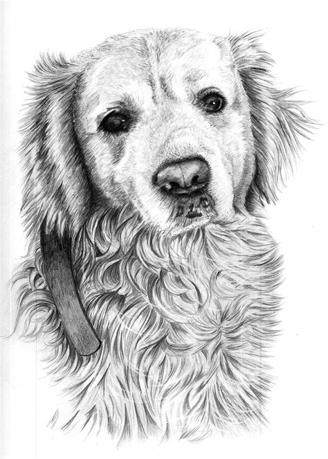 Dog sketch - tewsprocess