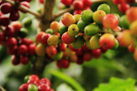 Free Images : fruit, berry, flower, coffee bean, food, produce, evergreen, brown, flora ...