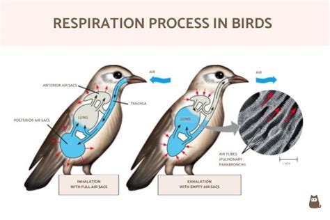 How Do Birds Breathe? - Bird Respiration Explained