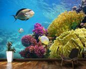 Coral Reef - Red Sea - Egypt Wallpaper Wall Mural | Wallsauce USA