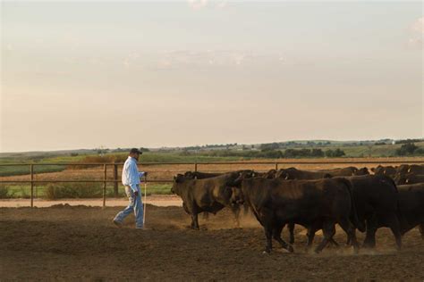 Our Story - Black Canyon Angus Beef