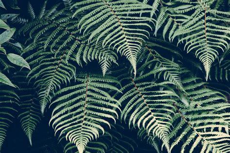 Free Images : nature, plant, leaf, pattern, line, green, jungle, botany, fauna 4875x3254 - - 905 ...