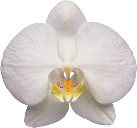 Orchid Png Image Purepng Free Transparent Cc0 Png Ima - vrogue.co