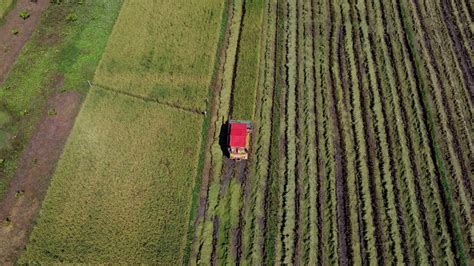 Aerial view of Combine harvester machine with rice paddy field ...