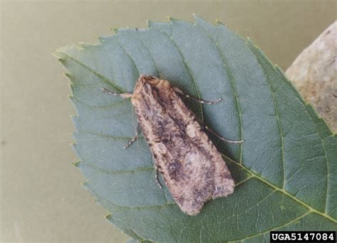 Cutworm: Got Pests? : Board of Pesticides Control: Maine DACF