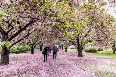 Brooklyn Botanic Garden Cherry Blossom Festival (Everything You Need To Know) - Your Brooklyn Guide