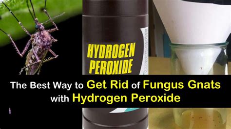 The Best Way to Get Rid of Fungus Gnats with Hydrogen Peroxide