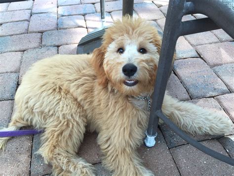 Caya at almost 5 months old. Apricot Goldendoodle puppy from River Valley Doodles breeder in NY ...