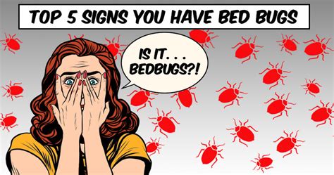 Top Signs You Have Bed Bugs | PestMax