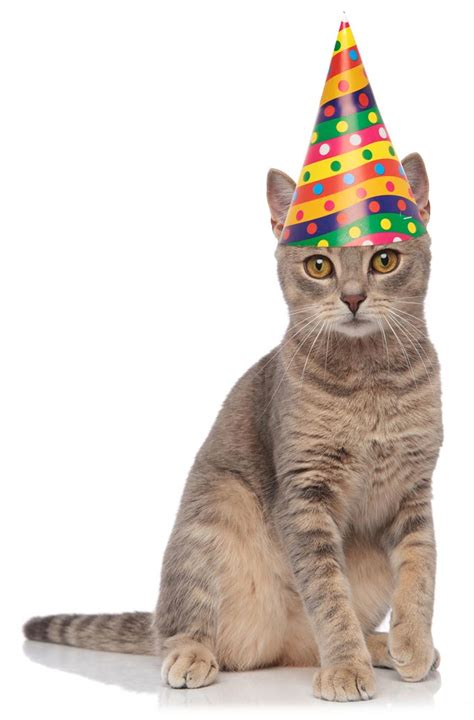 How to Throw a Birthday Party for Your Cat