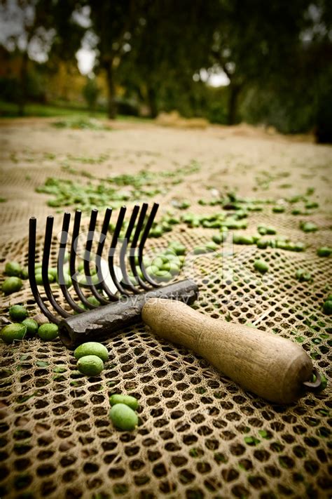 Old Traditional Olives Harvesting Tools Stock Photo | Royalty-Free | FreeImages