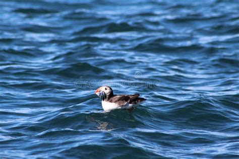 Puffin eating fish stock image. Image of seabird, puffin - 57501333