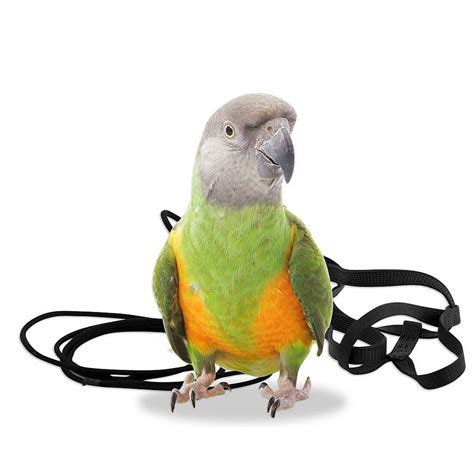 The Aviator Parrot Harness - XSmall