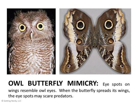 Mimicry in nature - owl and butterfly eye spots on wings | Mimicry ...