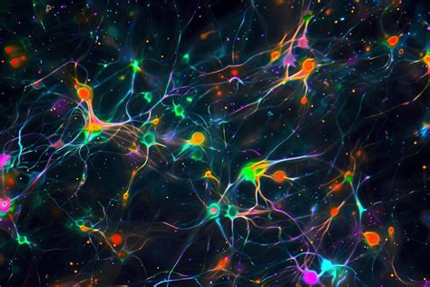 Interneurons guide neural migration during brain development - Wired East