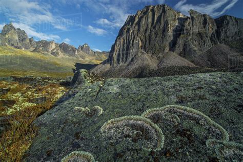 Lichen covers a rock in unique patterns while large granite peaks rise ...