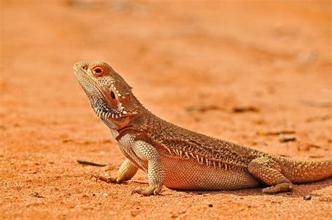 Reptiles of Australian Outback