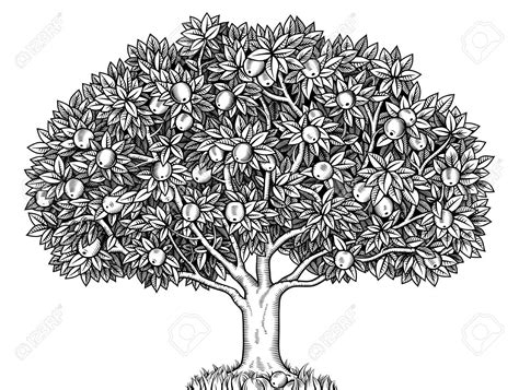 Apple Tree Sketch