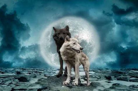 The Magnificent Story of Two Wolves | 1 Inspirational Short Story