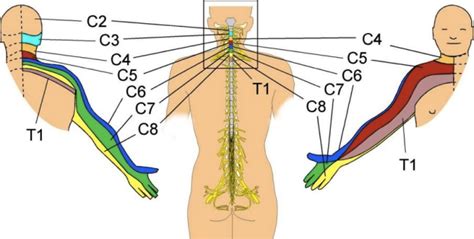 Pin on Neuro