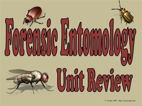 Forensic Entomology Review Key