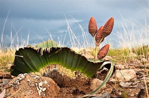 "Welwitschia mirabilis" by Olwen Evans | Redbubble