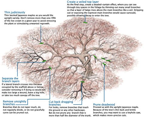 Learn to Prune Japanese Maples