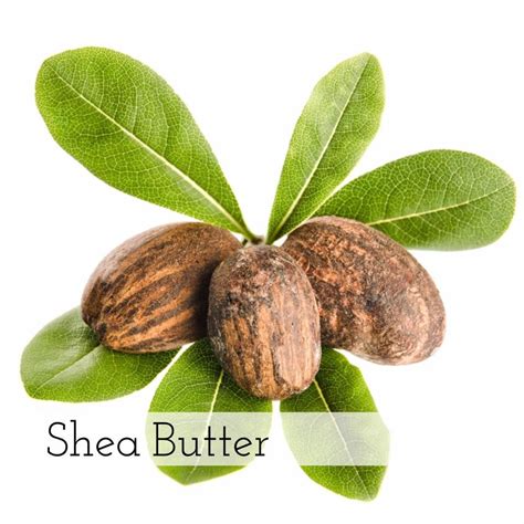 Shea butter is extracted from a nut of the African shea tree. Premium ...