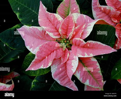 Euphorbia pucherrima Pink Poinsettia flower bracts Stock Photo - Alamy