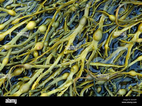 A brown seaweed or alga egg or knotted wrack Ascophyllum nodosum with Stock Photo, Royalty Free ...