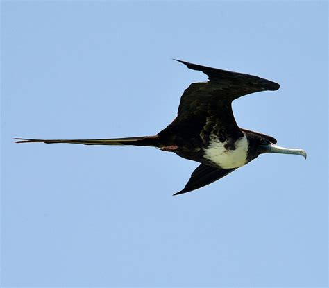 Pin on The Caribbean Bird Trail - Jamaica