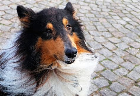 Most Popular Dog Breeds for [year] – Woof Whiskers